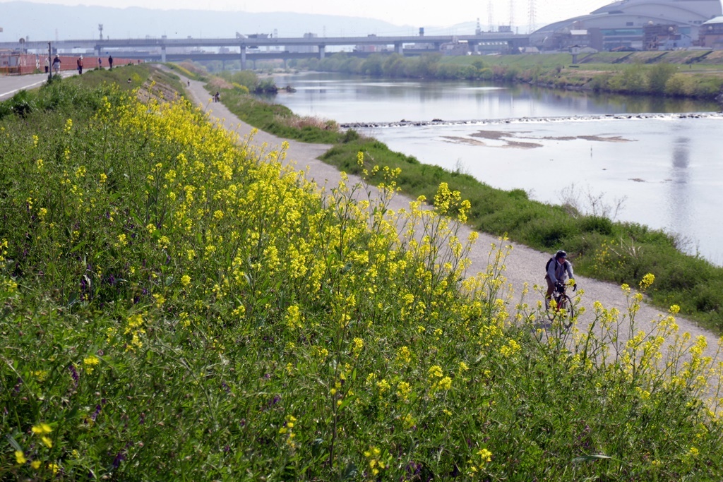 菜の花ロ～ド