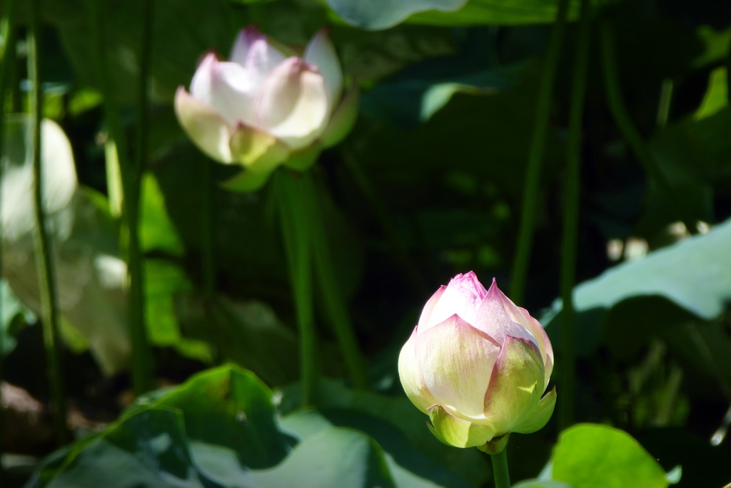 蓮の花 (3)