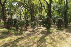 IMG_1 (1)