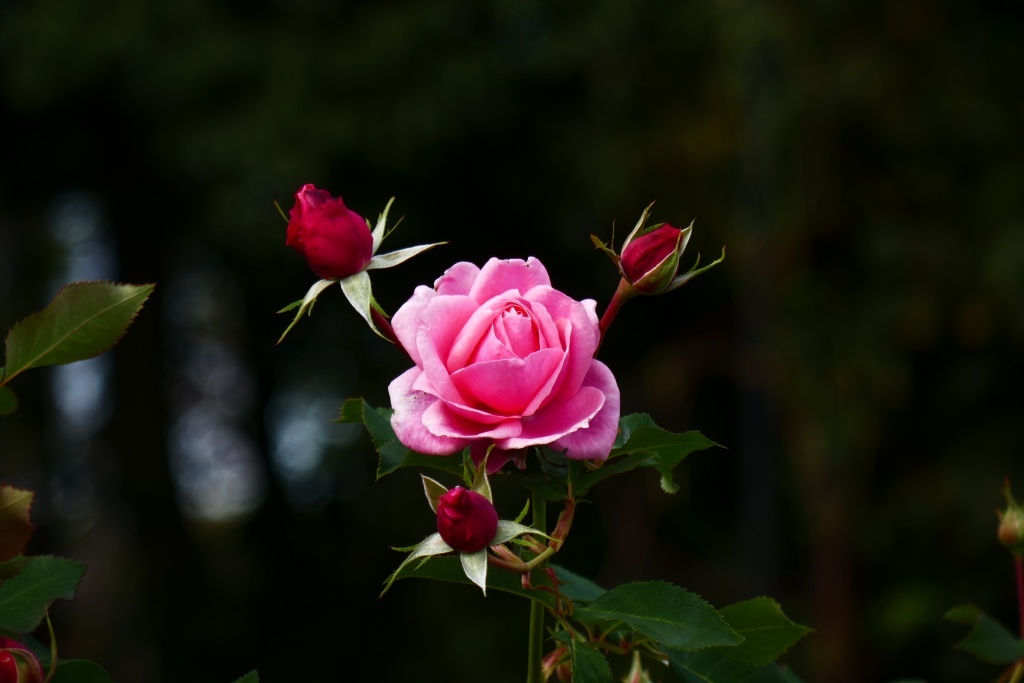 P1300786