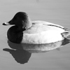Bird2
