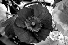 P1190628