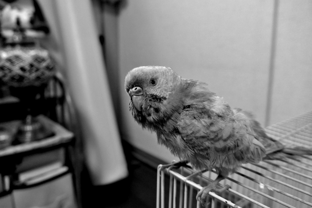 haruちゃん (7)