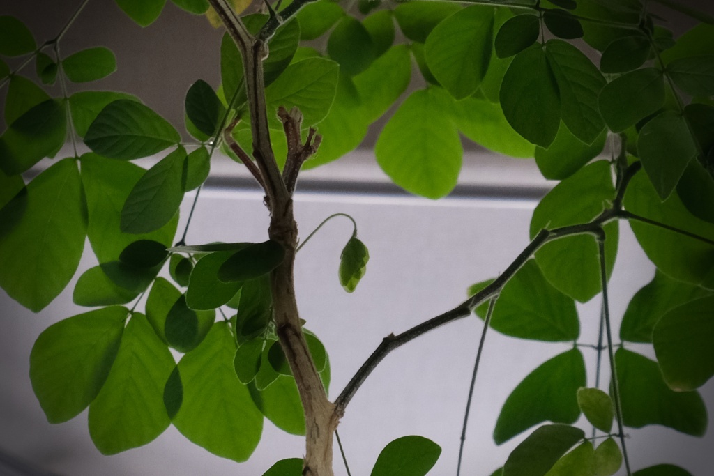 DSCF2744