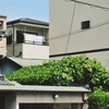 新緑の屋根