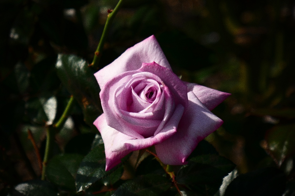 P1300806