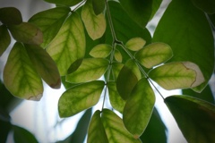 P1290660