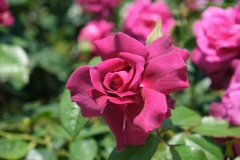 DSCF1658