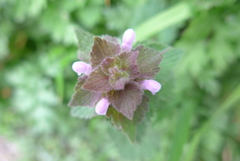 P1320691