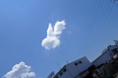 うさぎ似っ？