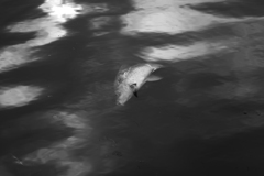 P1080924