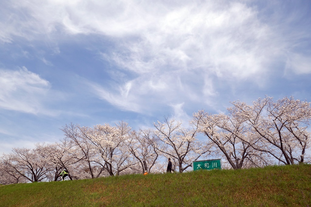 春散歩の大和川