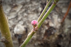 P1080690