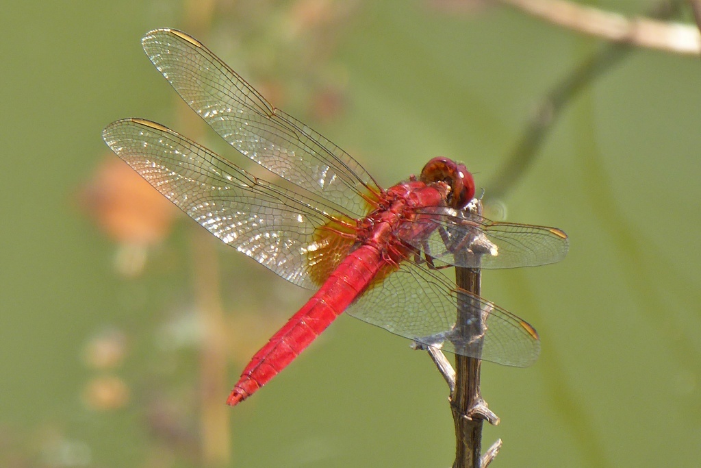 P1130065