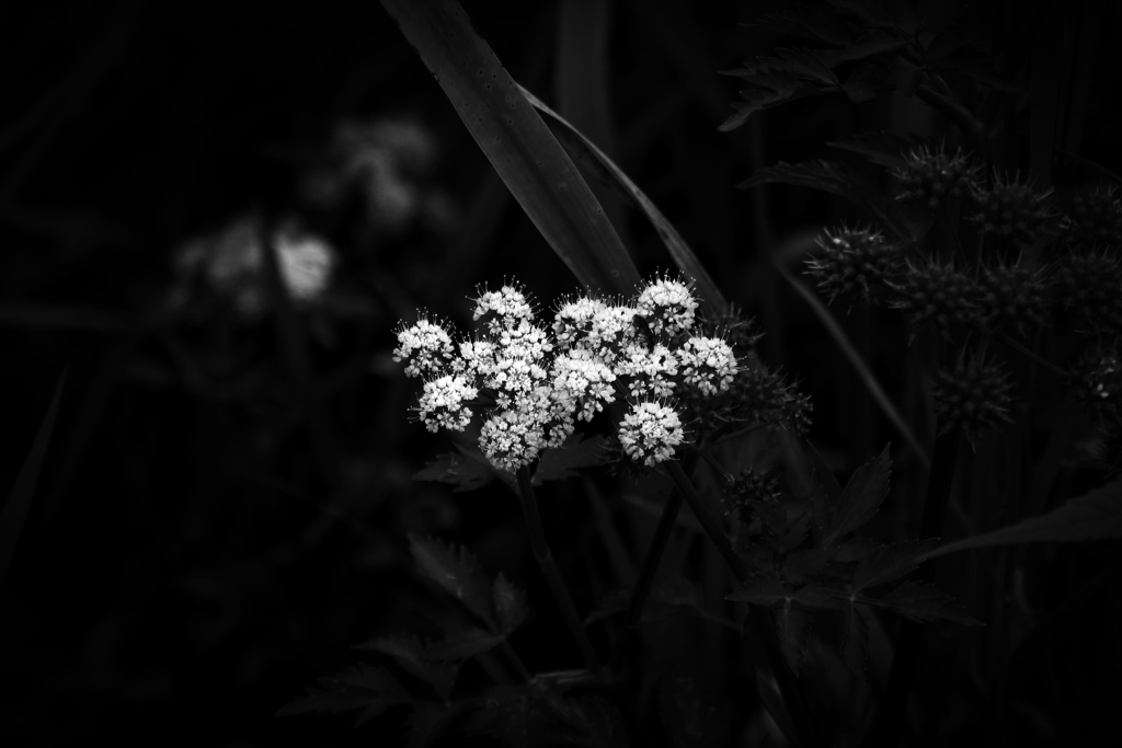 P1020574