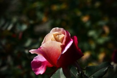 P1300810