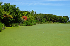 藻だらけの池と紅葉と