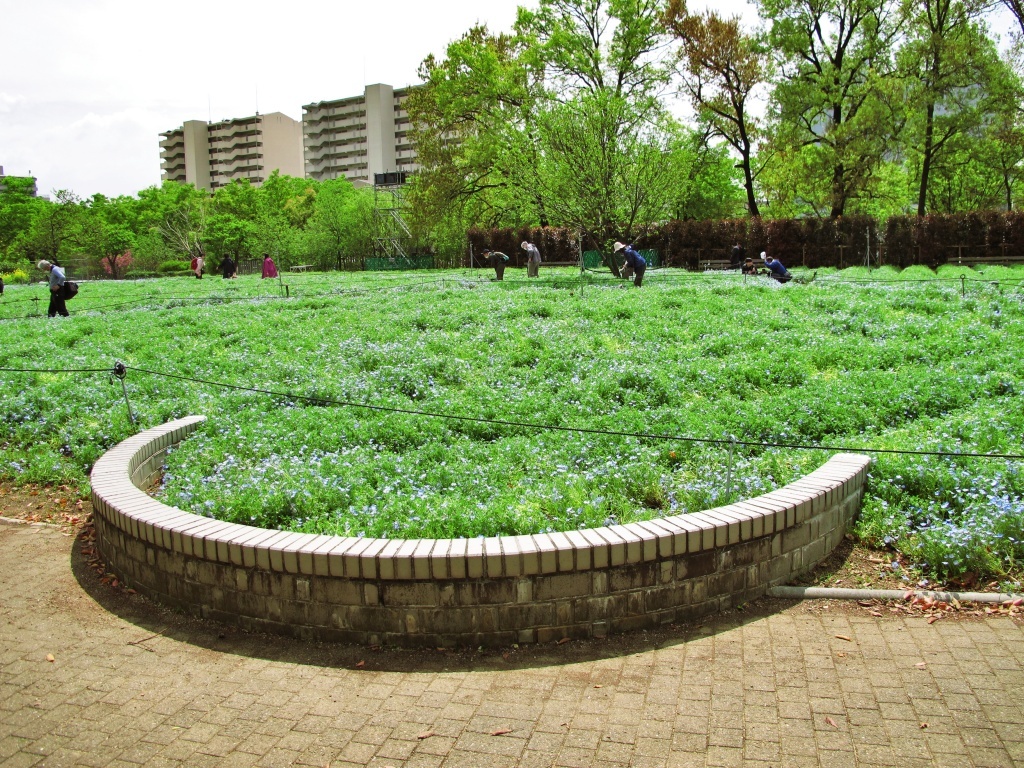 4月８日長居植物園