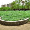 4月８日長居植物園