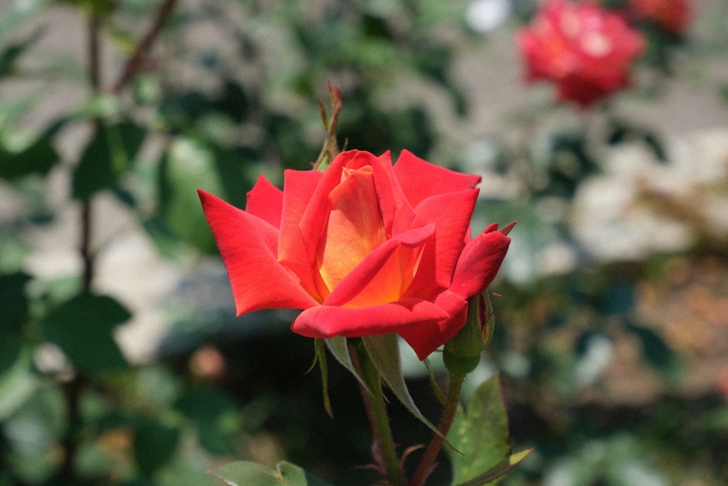DSCF1653
