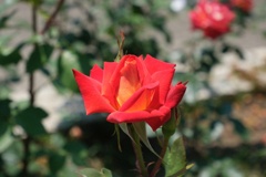 DSCF1653