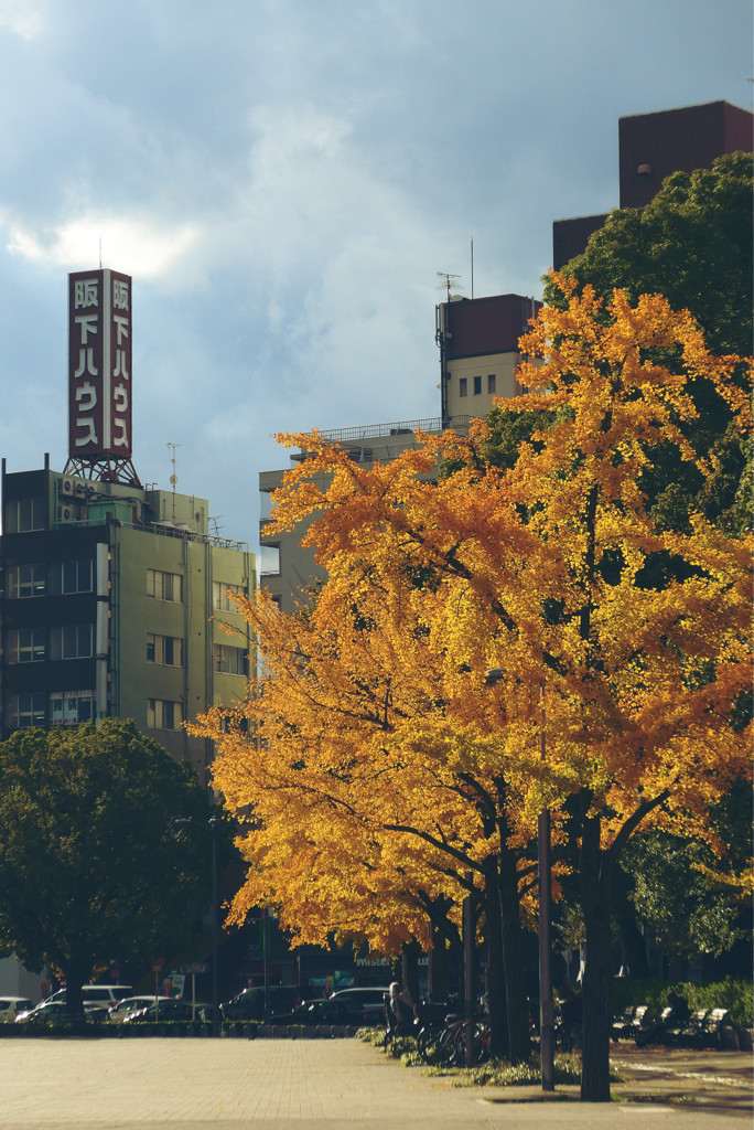 公園9