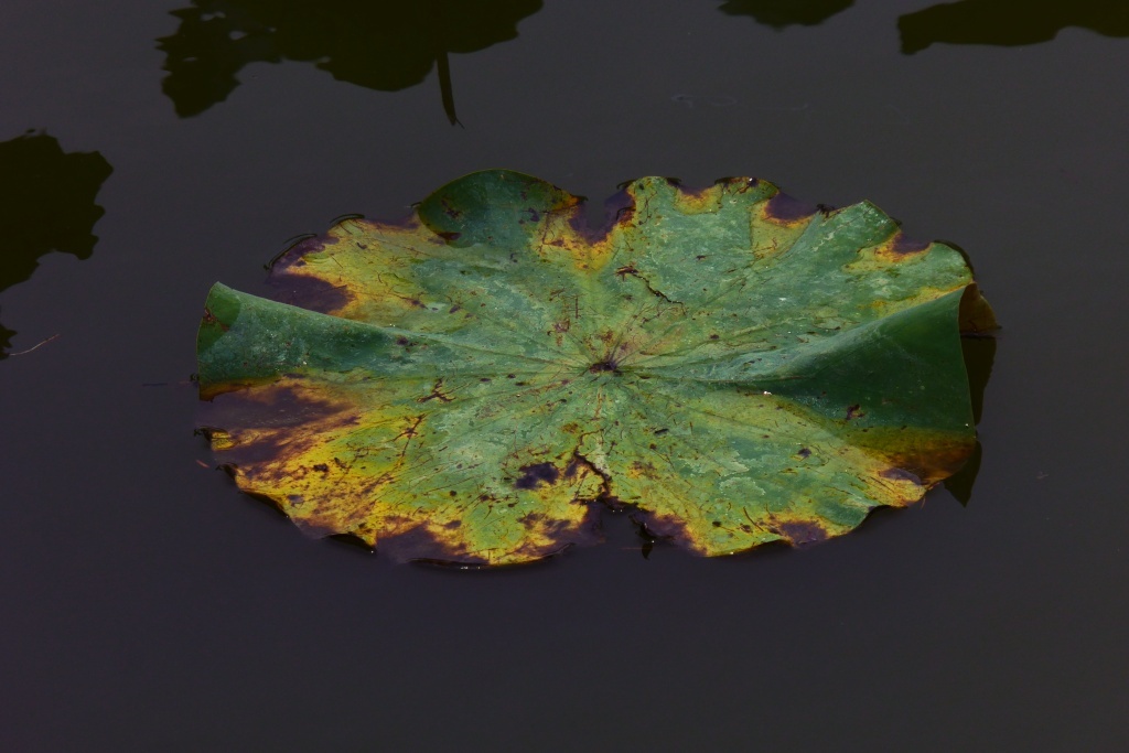 P1110980