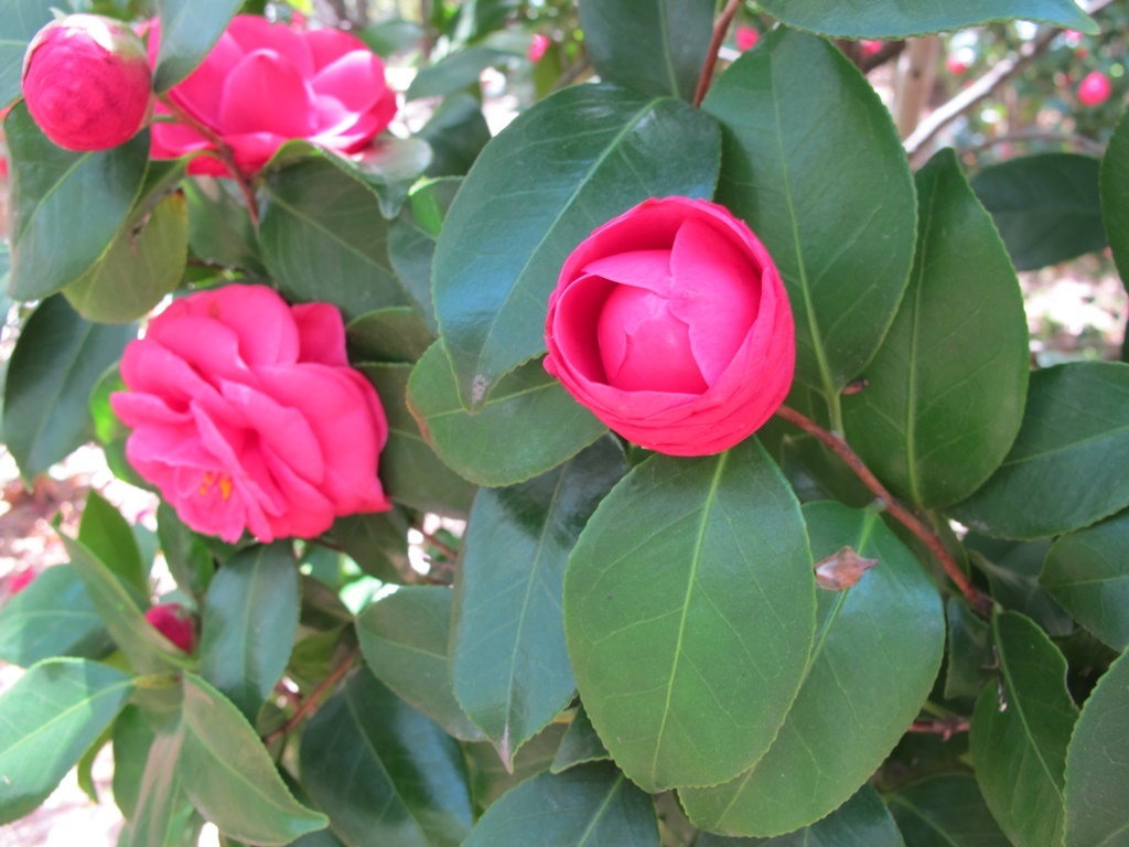 IMG_1 (4)