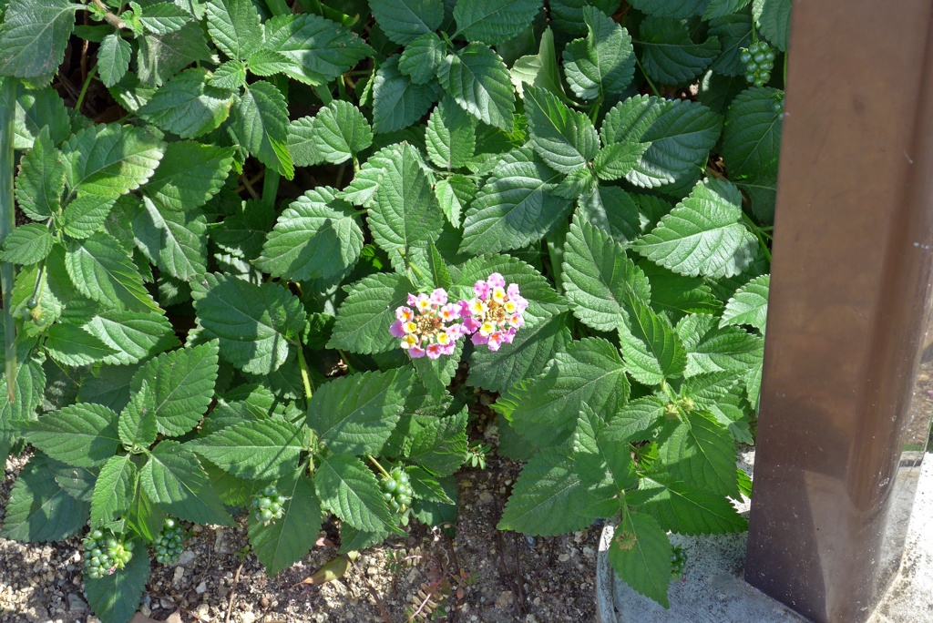 足元で健気に咲く
