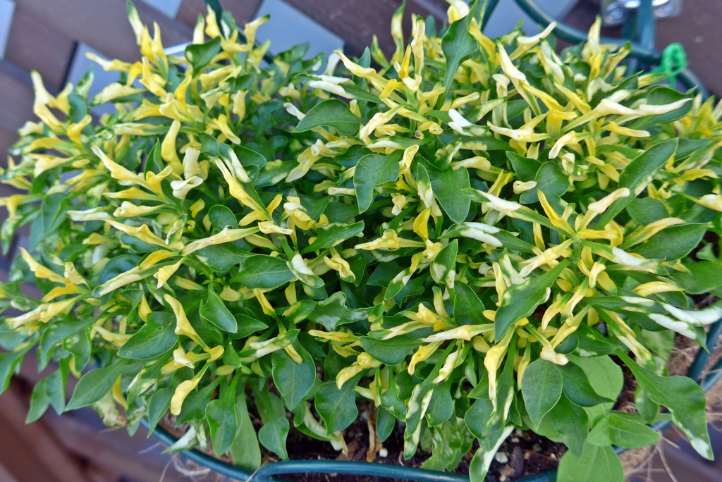 P1400171