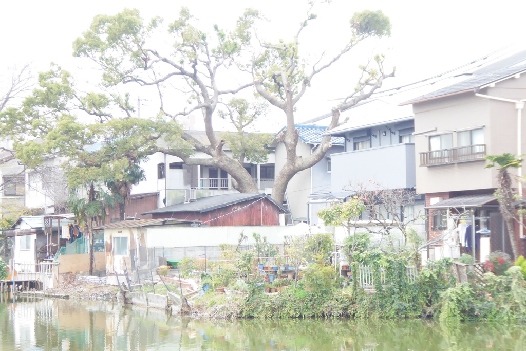 巨木