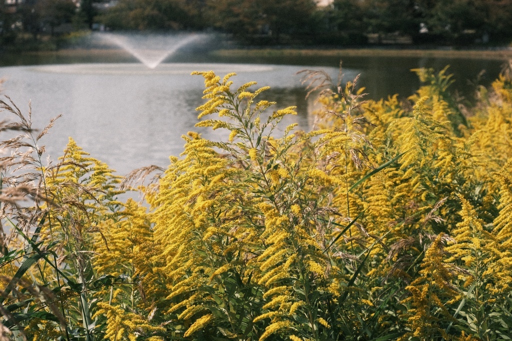 鼻の天敵の花