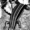 P12007301