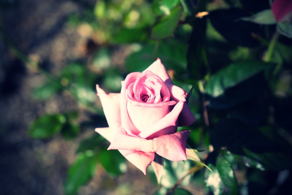 DSCF3195