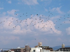 はばたく2