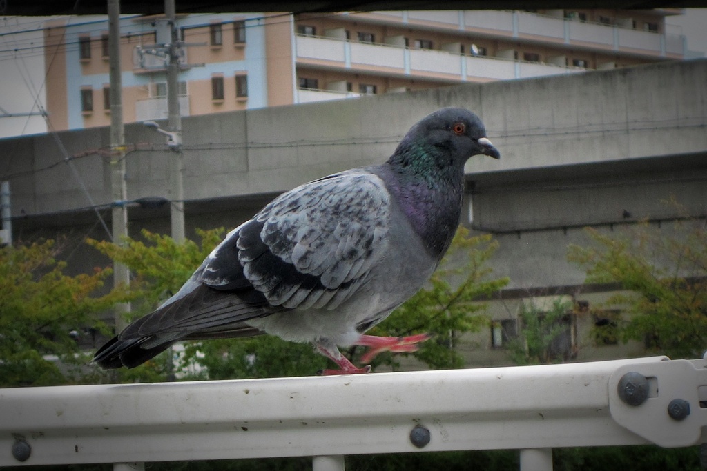 鳩、ステップ踏む