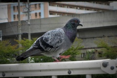 鳩、ステップ踏む