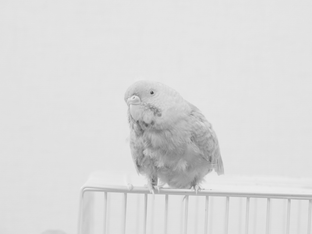 Opaline