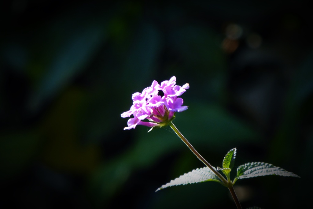 なんの花だろっ？