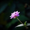 なんの花だろっ？