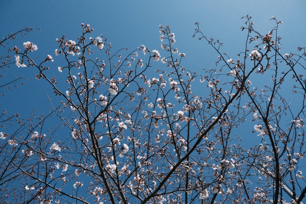 DSCF1065