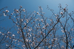 DSCF1065