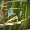 P1100830