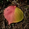 P1300523
