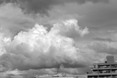 なんとなく動物に観えない！？