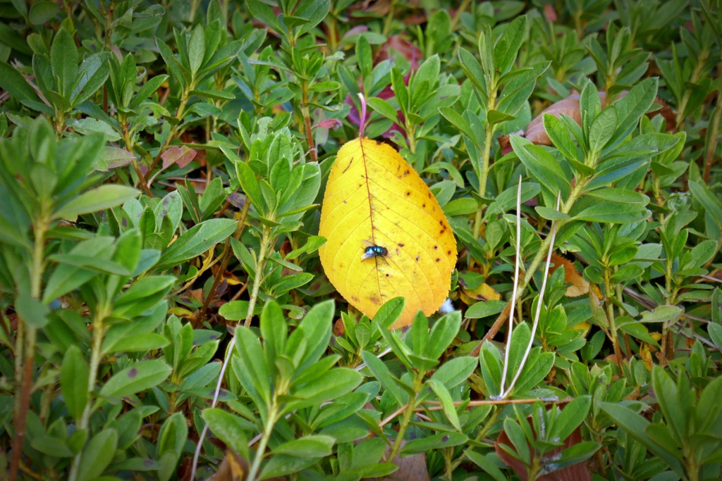 P1070267