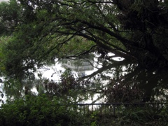 森の中の都会 (2)