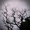 DSCF3935