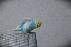 P1130125