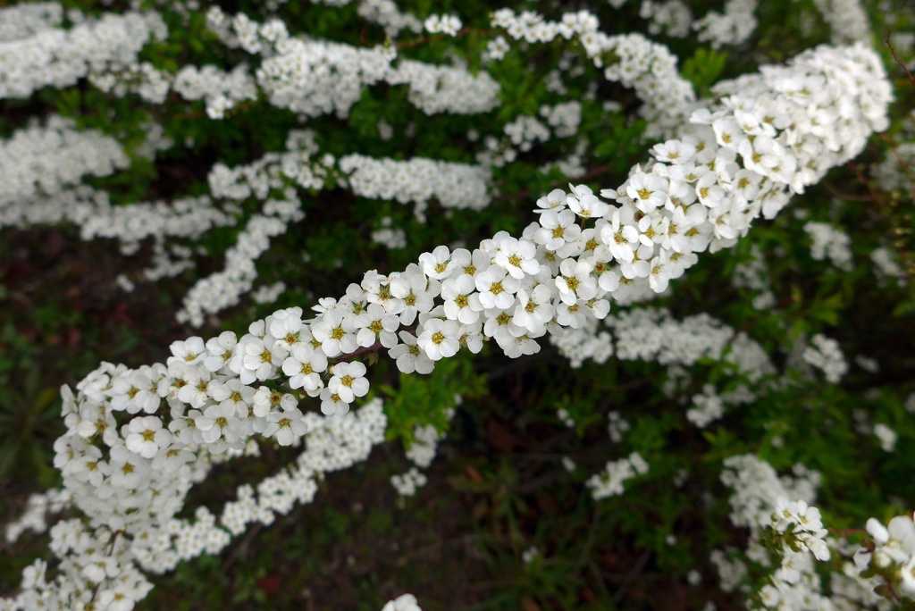 P1320681